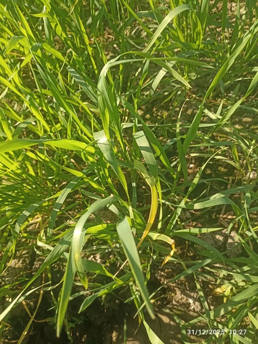 عندي القمح مطرف كده دا ايه